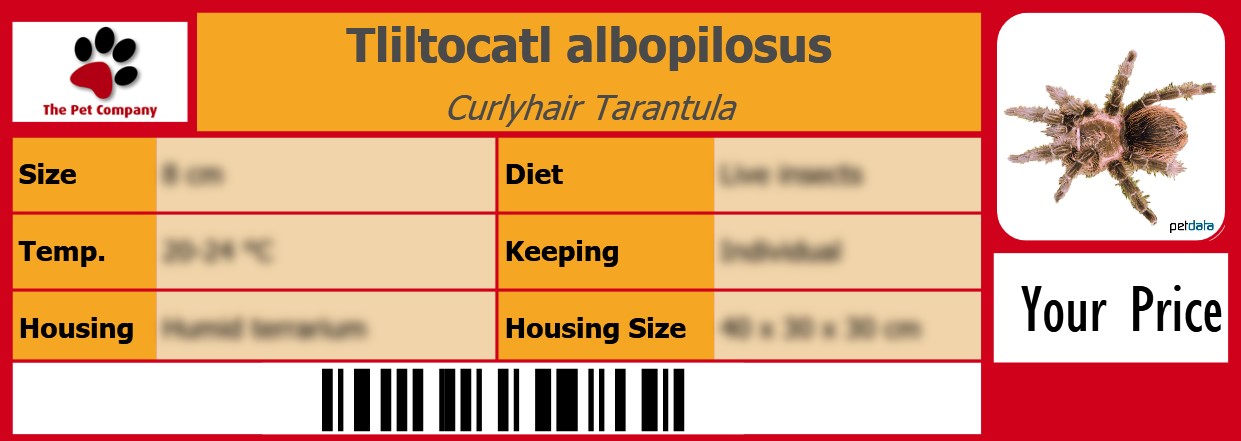 Tliltocatl albopilosus Curlyhair Tarantula 105 x 38 mm