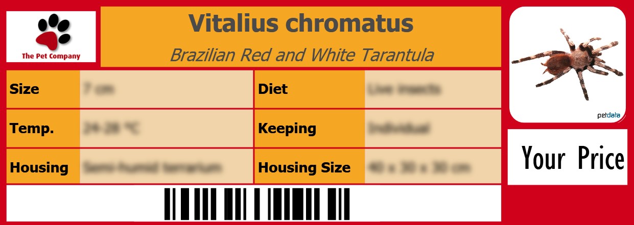 Vitalius chromatus Brazilian Red and White Tarantula 105 x 38 mm