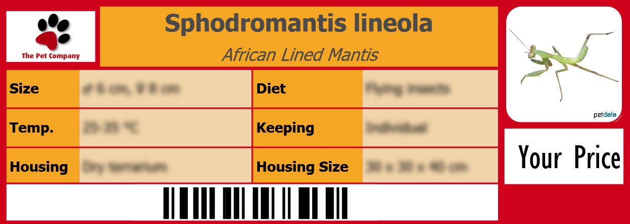 Sphodromantis lineola African Lined Mantis 105 x 38 mm