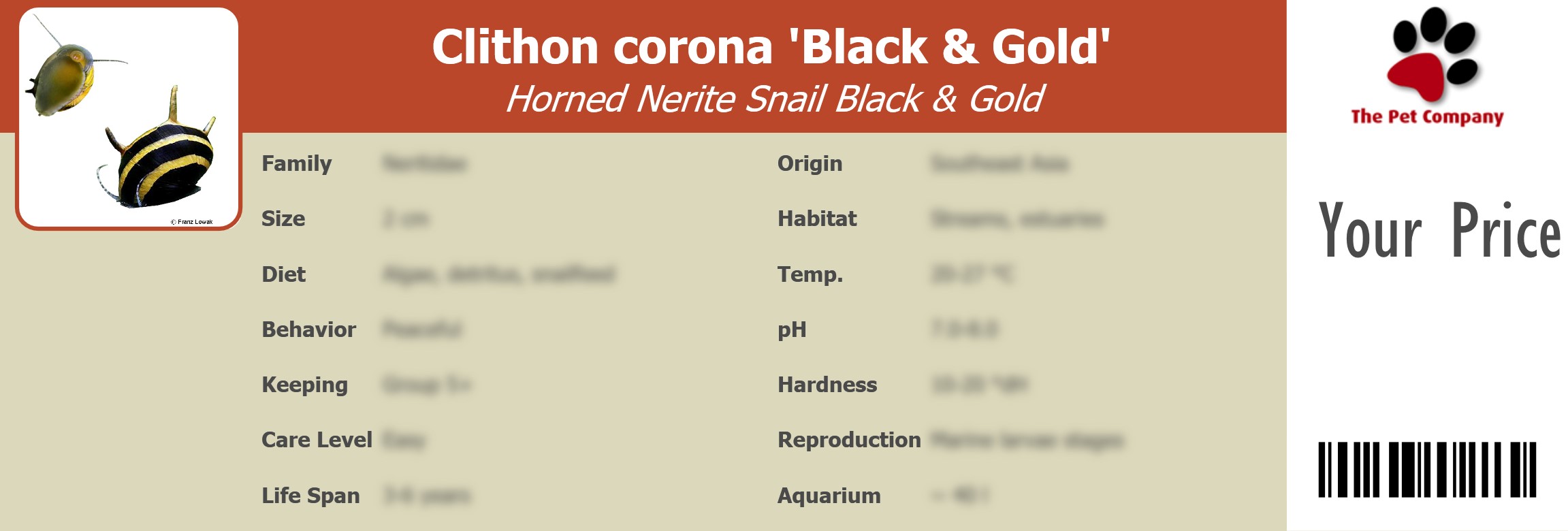 Clithon corona 'Black & Gold' Horned Nerite Snail Black & Gold 195 x 66 mm