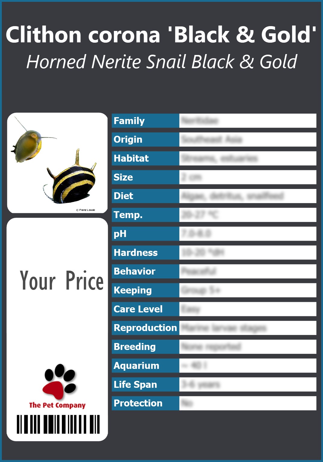 Clithon corona 'Black & Gold' Horned Nerite Snail Black & Gold 91 x 130 mm