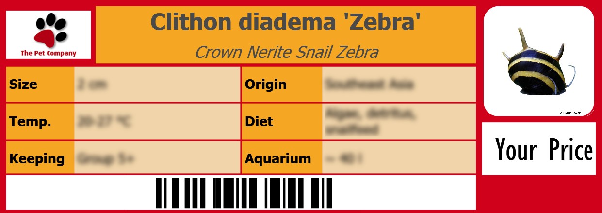 Clithon diadema 'Zebra' Crown Nerite Snail Zebra 105 x 38 mm