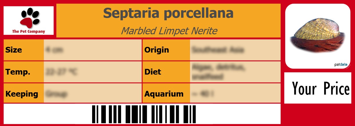 Septaria porcellana Marbled Limpet Nerite 105 x 38 mm