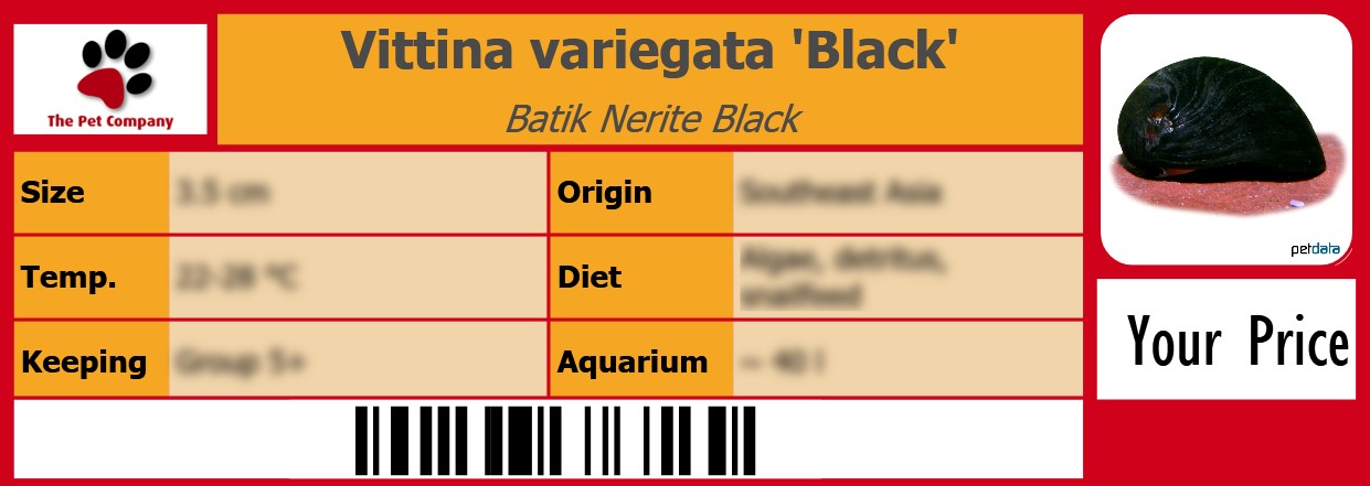 Vittina variegata 'Black' Batik Nerite Black 105 x 38 mm