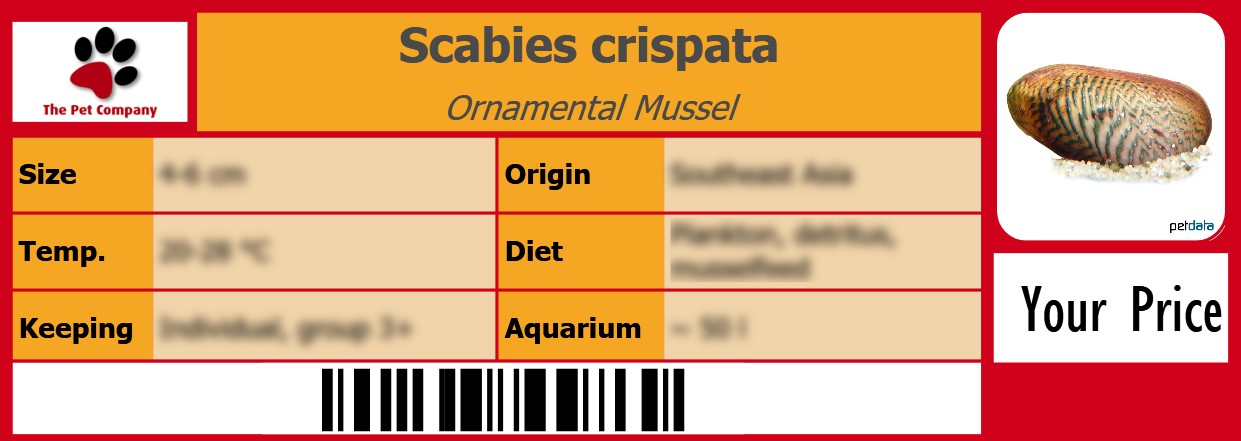 Scabies crispata Ornamental Mussel 105 x 38 mm