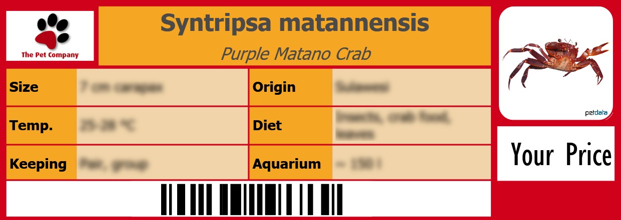 Syntripsa matannensis Purple Matano Crab 105 x 38 mm