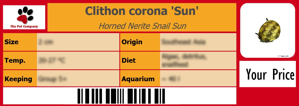 Clithon corona 'Sun' Horned Nerite Snail Sun 105 x 38 mm