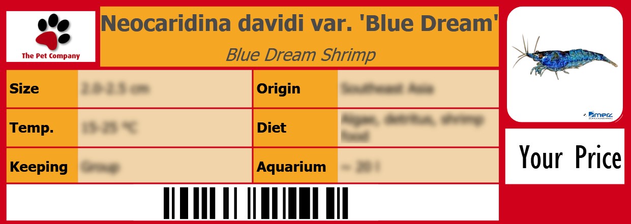 Neocaridina davidi var. 'Blue Dream' Blue Dream Shrimp 105 x 38 mm