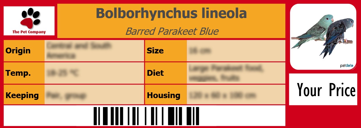 Bolborhynchus lineola Barred Parakeet Blue 105 x 38 mm