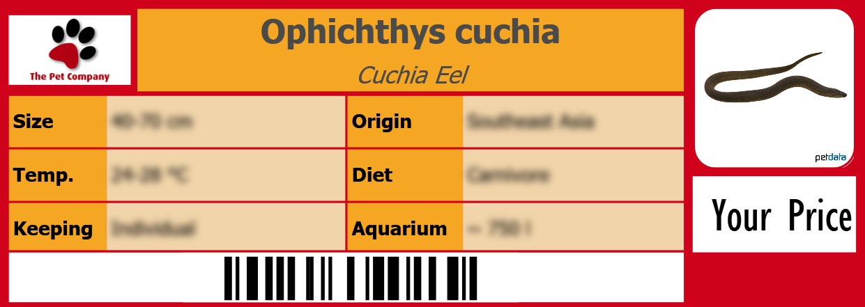 Ophichthys cuchia Cuchia Eel 105 x 38 mm
