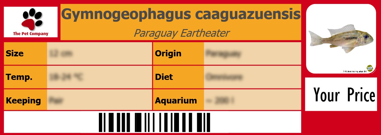 Gymnogeophagus caaguazuensis Paraguay Eartheater 105 x 38 mm