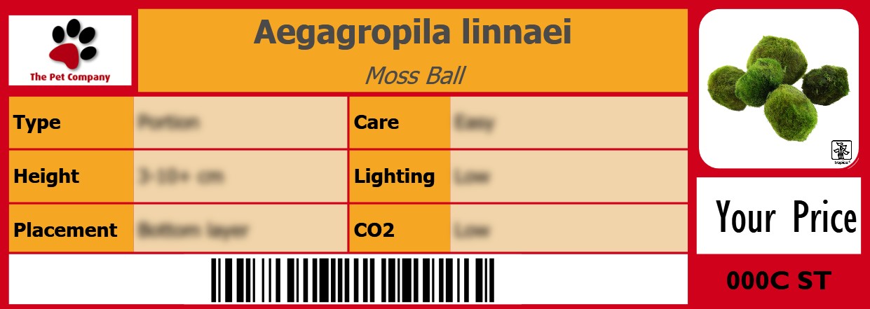Aegagropila linnaei Moss Ball 105 x 38 mm