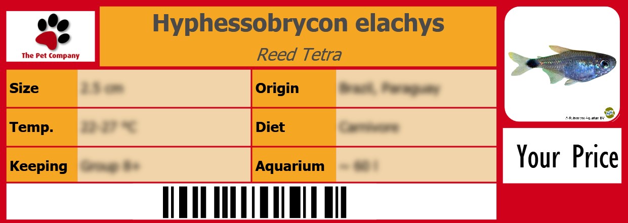 Hyphessobrycon elachys Reed Tetra 105 x 38 mm