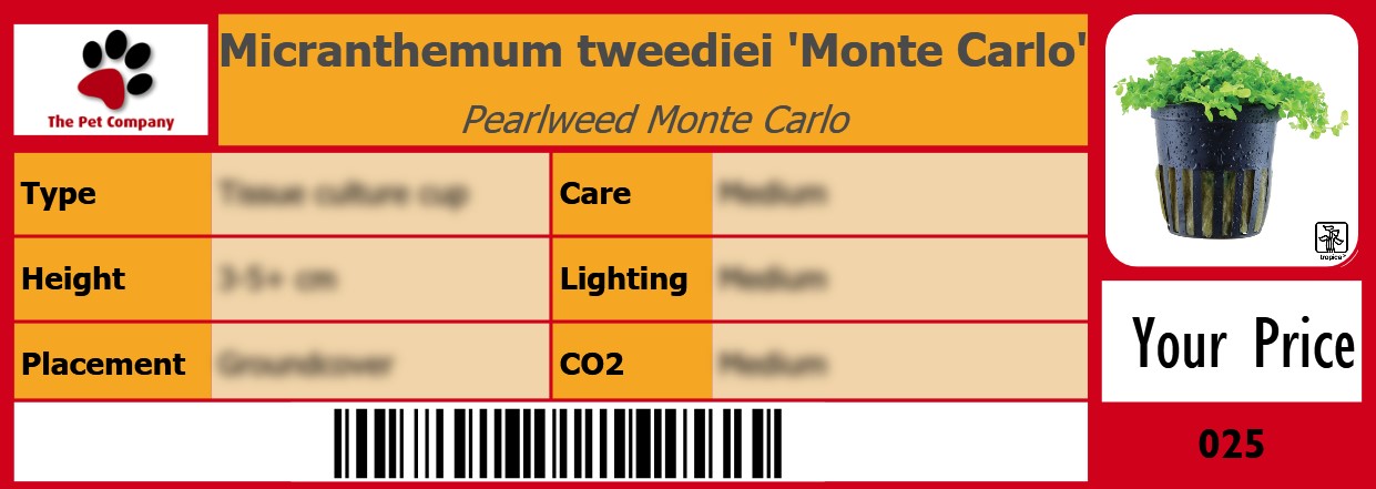 Micranthemum tweediei 'Monte Carlo' Pearlweed Monte Carlo 105 x 38 mm