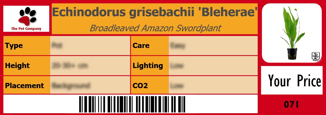 Echinodorus grisebachii 'Bleherae' Broadleaved Amazon Swordplant 105 x 38 mm