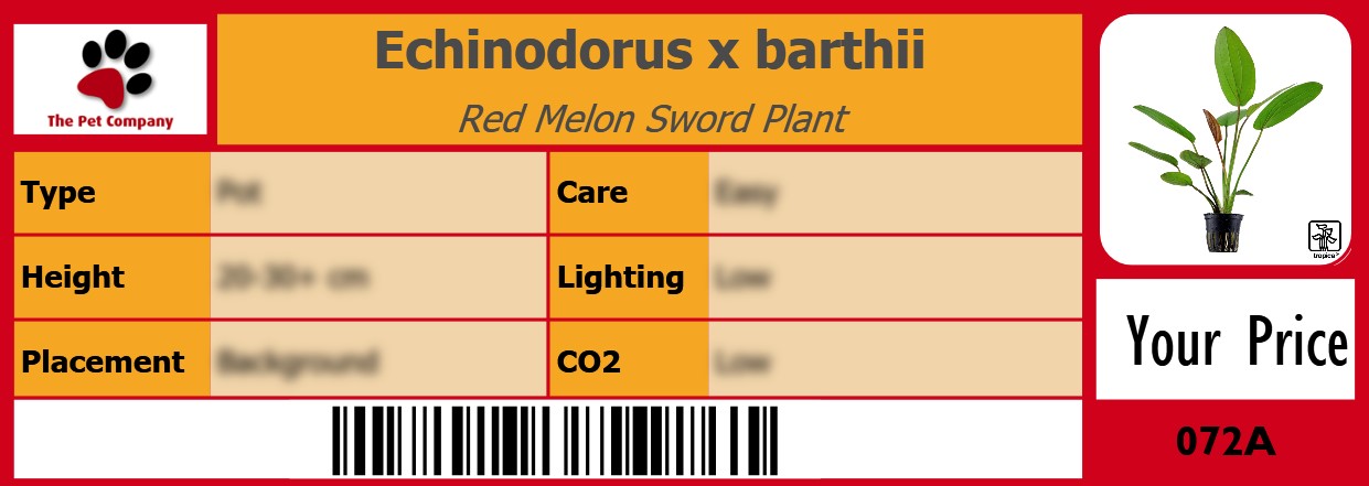 Echinodorus x barthii Red Melon Sword Plant 105 x 38 mm