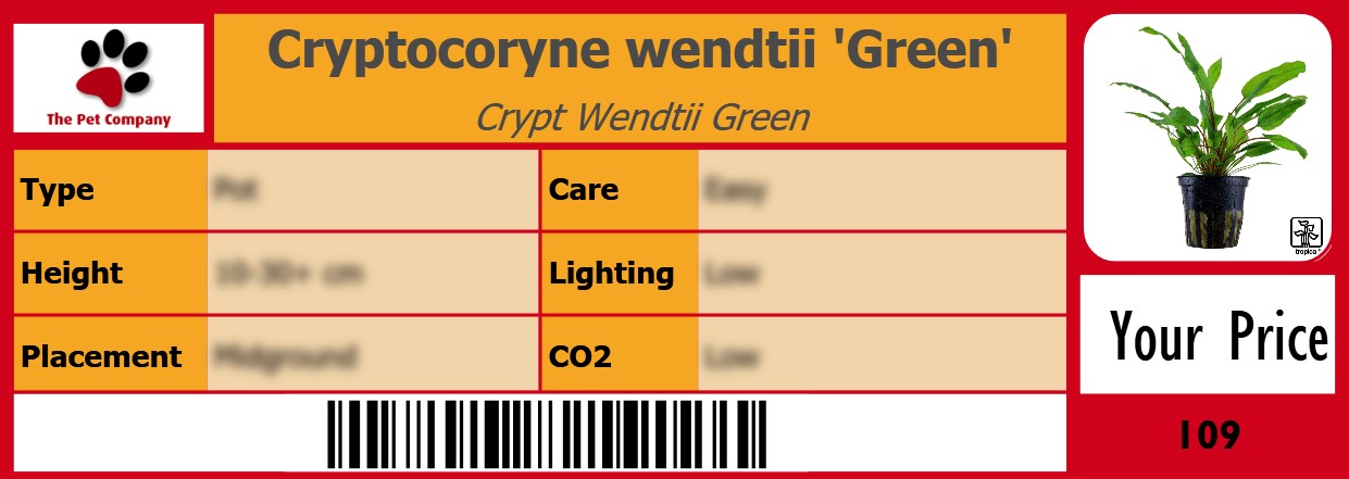 Cryptocoryne wendtii 'Green' Crypt Wendtii Green 105 x 38 mm