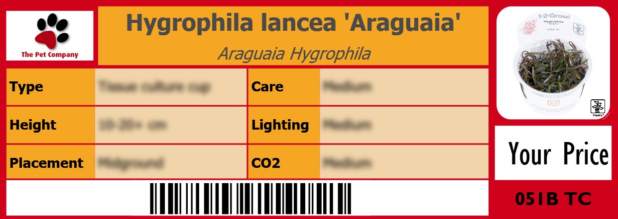 Hygrophila lancea 'Araguaia' Araguaia Hygrophila 105 x 38 mm