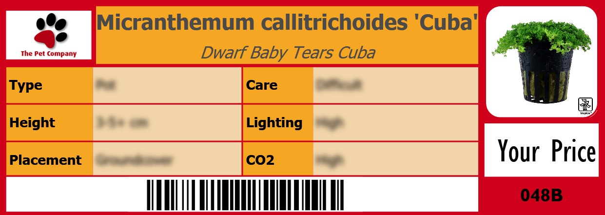 Micranthemum callitrichoides 'Cuba' Dwarf Baby Tears Cuba 105 x 38 mm