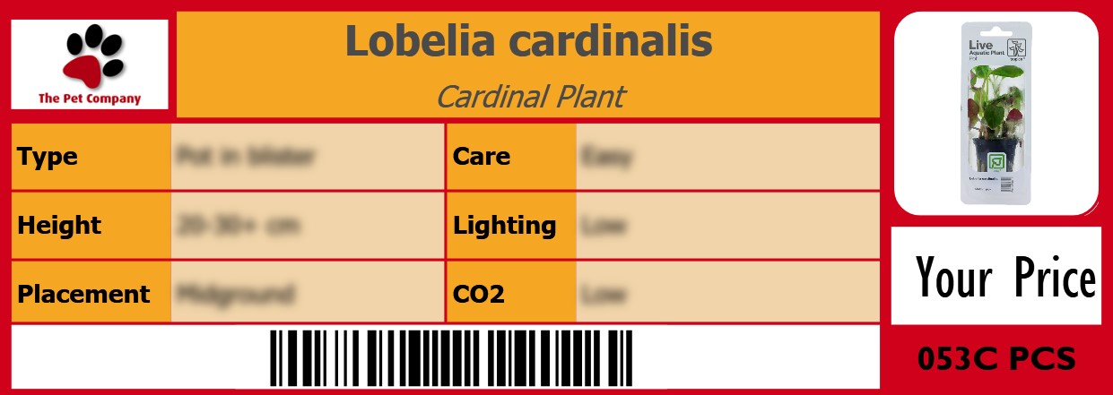 Lobelia cardinalis Cardinal Plant 105 x 38 mm