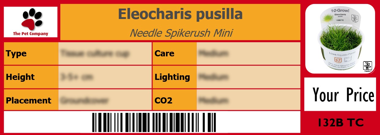 Eleocharis pusilla Needle Spikerush Mini 105 x 38 mm