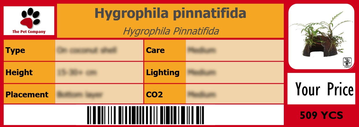 Hygrophila pinnatifida Hygrophila Pinnatifida 105 x 38 mm