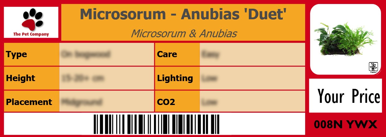 Microsorum - Anubias 'Duet' Microsorum & Anubias 105 x 38 mm