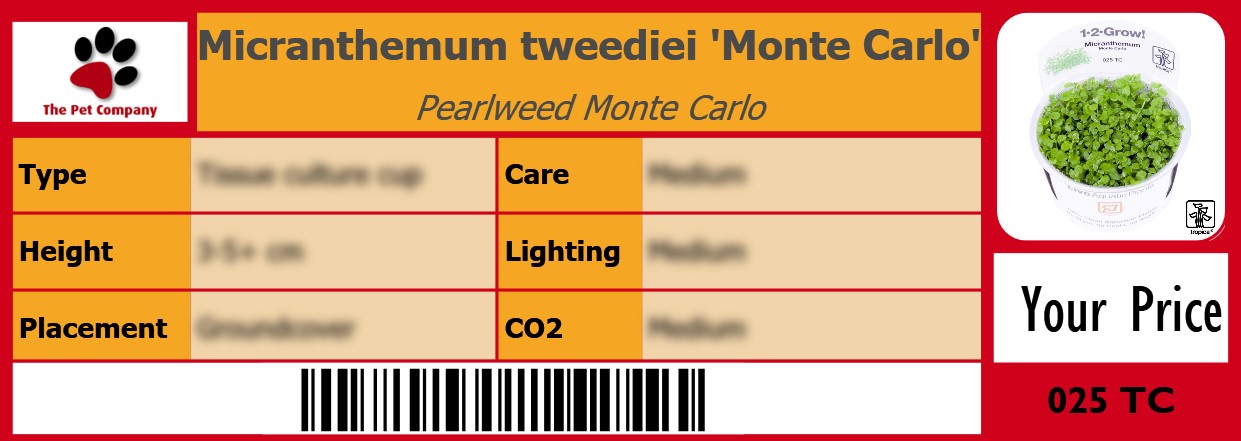 Micranthemum tweediei 'Monte Carlo' Pearlweed Monte Carlo 105 x 38 mm