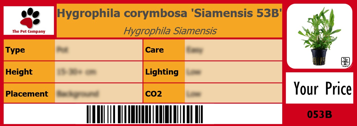 Hygrophila corymbosa 'Siamensis 53B' Hygrophila Siamensis 105 x 38 mm