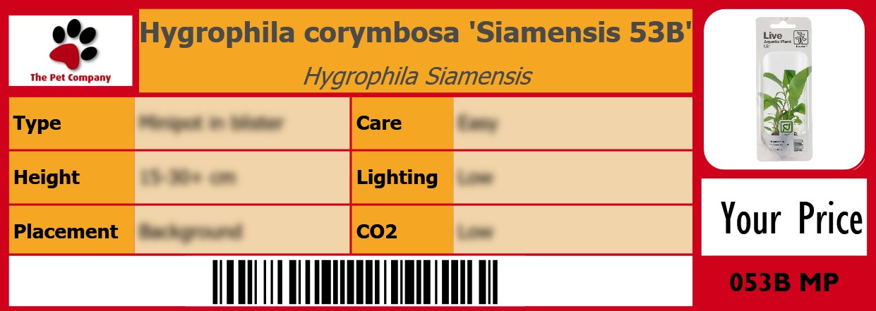 Hygrophila corymbosa 'Siamensis 53B' Hygrophila Siamensis 105 x 38 mm