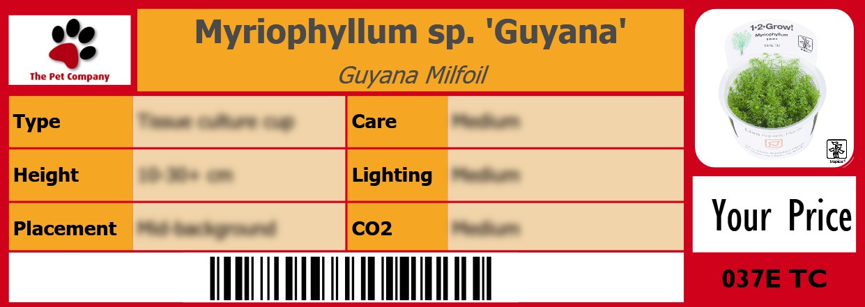 Myriophyllum sp. 'Guyana' Guyana Milfoil 105 x 38 mm