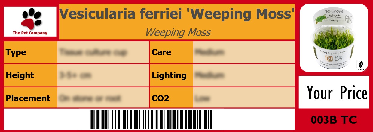 Vesicularia ferriei 'Weeping Moss' Weeping Moss 105 x 38 mm