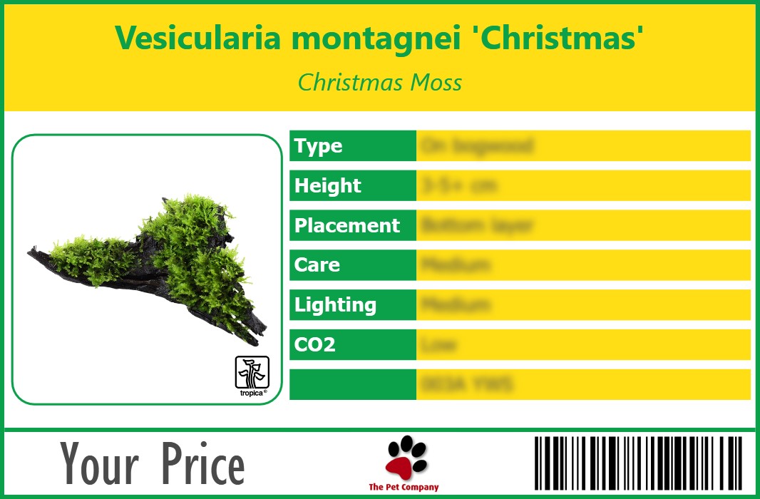 Vesicularia montagnei 'Christmas' Christmas Moss 90 x 60 mm