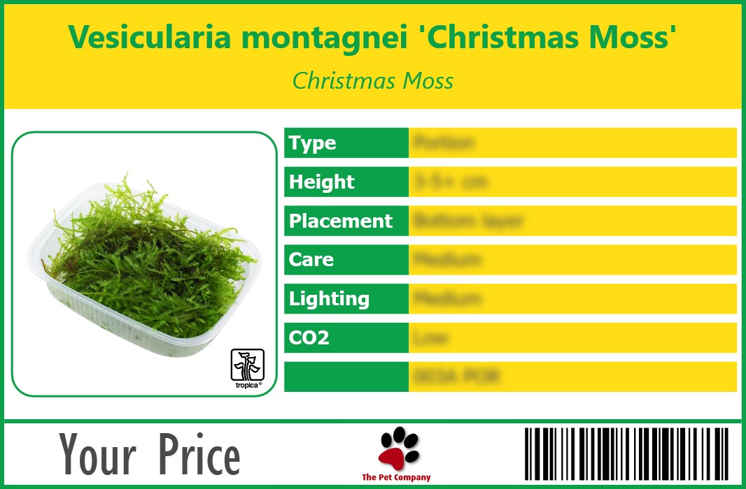 Vesicularia montagnei 'Christmas Moss' Christmas Moss 90 x 60 mm