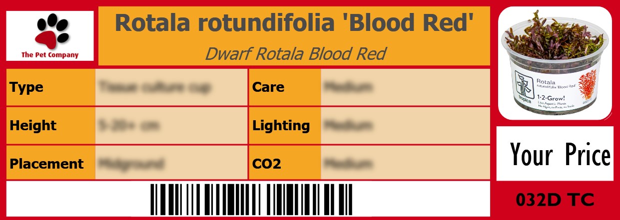 Rotala rotundifolia 'Blood Red' Dwarf Rotala Blood Red 105 x 38 mm