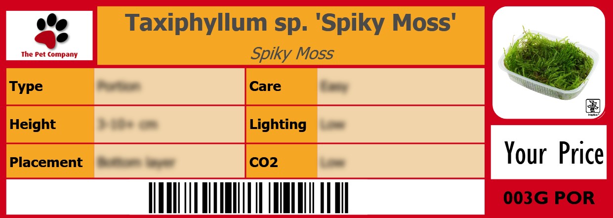Taxiphyllum sp. 'Spiky Moss' Spiky Moss 105 x 38 mm