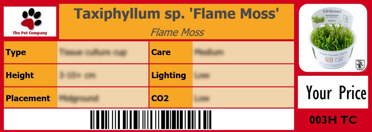 Taxiphyllum sp. 'Flame Moss' Flame Moss 105 x 38 mm