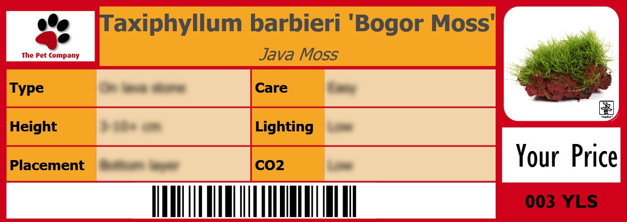 Taxiphyllum barbieri 'Bogor Moss' Java Moss 105 x 38 mm