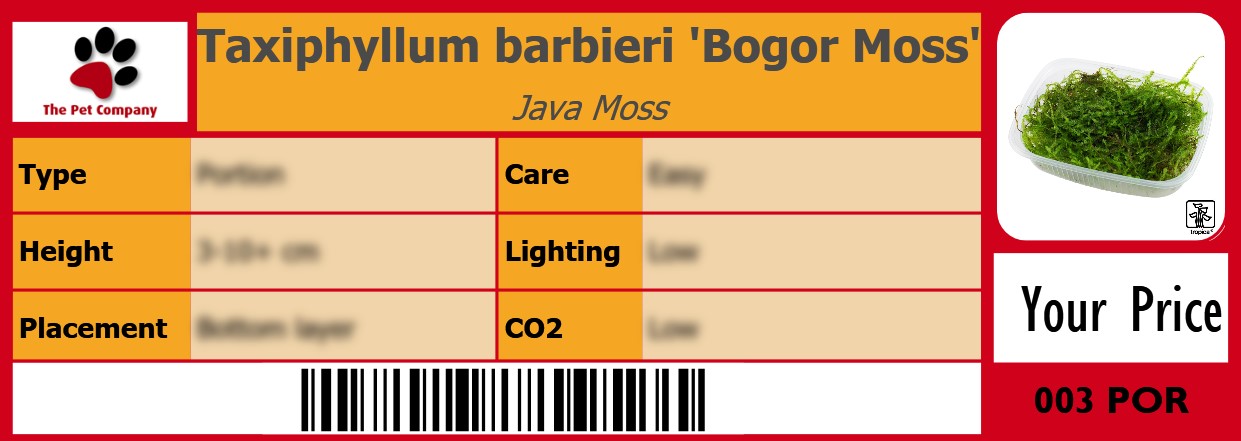 Taxiphyllum barbieri 'Bogor Moss' Java Moss 105 x 38 mm