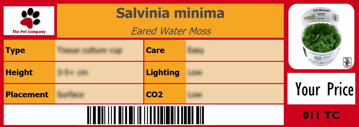 Salvinia minima Eared Water Moss 105 x 38 mm