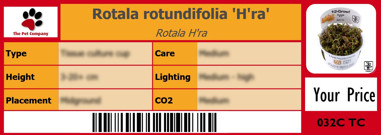 Rotala rotundifolia 'H'ra' Rotala H'ra 105 x 38 mm
