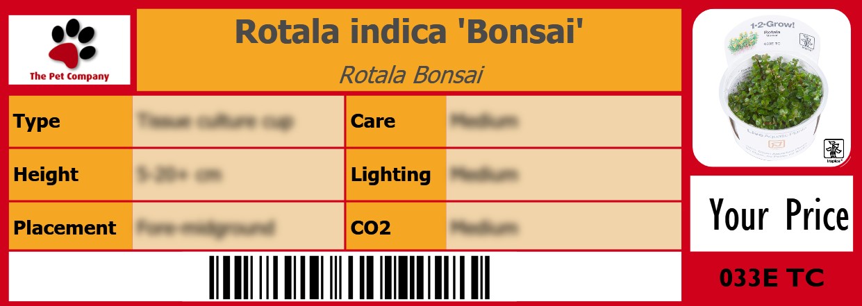 Rotala indica 'Bonsai' Rotala Bonsai 105 x 38 mm