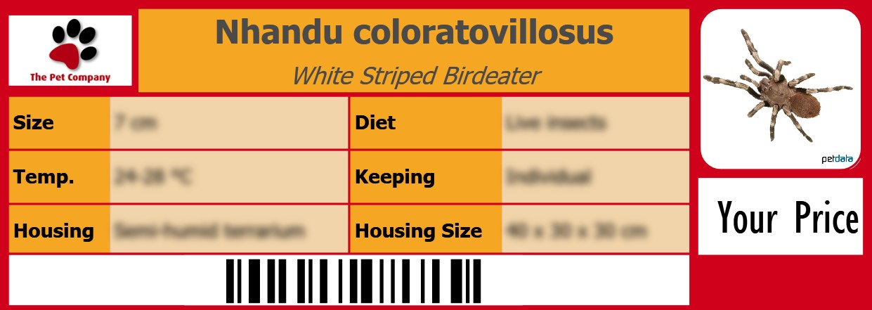 Nhandu coloratovillosus White Striped Birdeater 105 x 38 mm