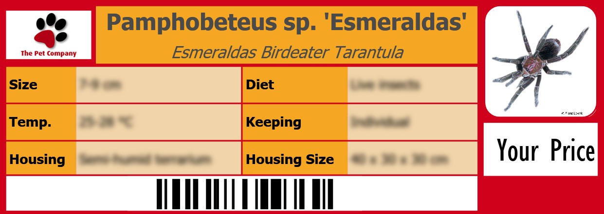 Pamphobeteus sp. 'Esmeraldas' Esmeraldas Birdeater Tarantula 105 x 38 mm