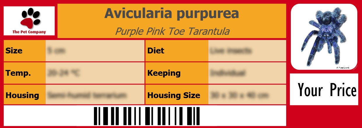 Avicularia purpurea Purple Pink Toe Tarantula 105 x 38 mm