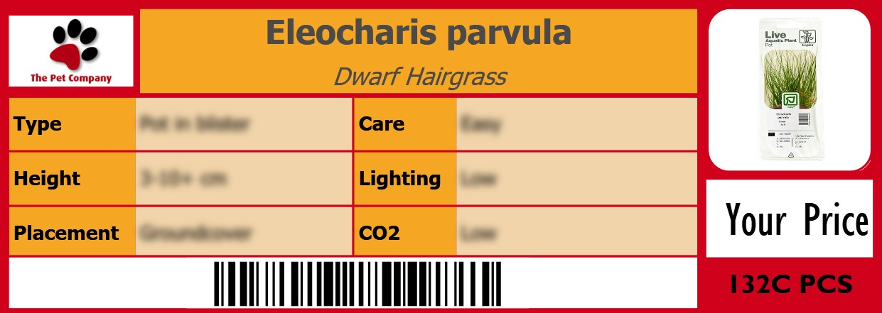 Eleocharis parvula Dwarf Hairgrass 105 x 38 mm