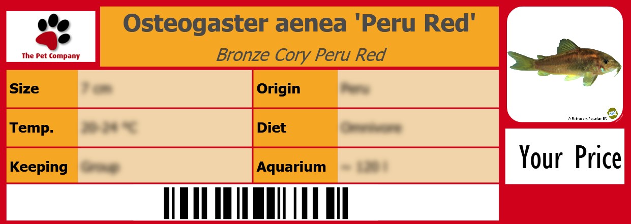 Osteogaster aenea 'Peru Red' Bronze Cory Peru Red 105 x 38 mm