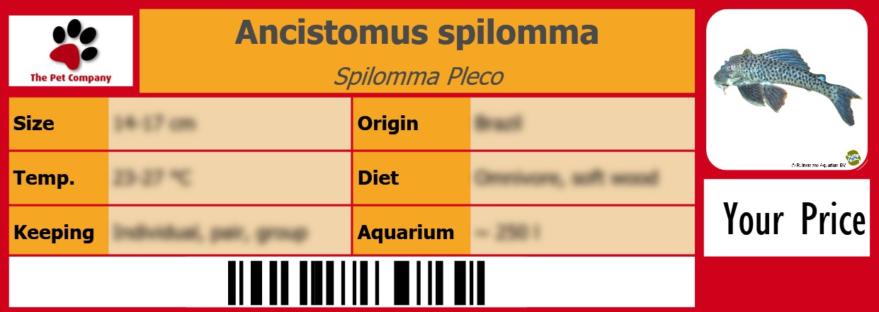 Ancistomus spilomma Spilomma Pleco 105 x 38 mm