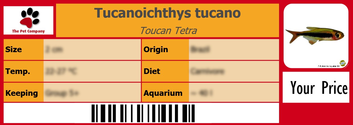 Tucanoichthys tucano Toucan Tetra 105 x 38 mm