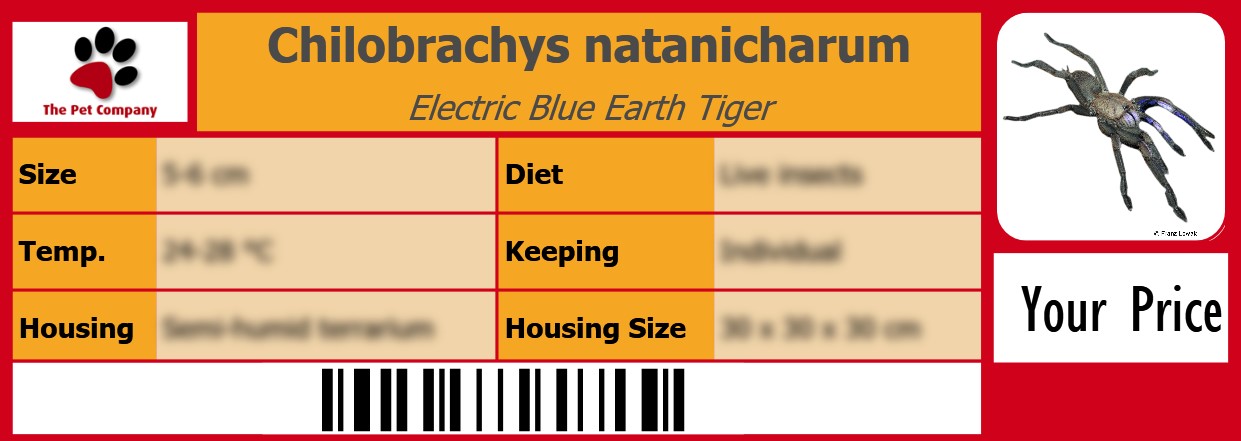 Chilobrachys natanicharum Electric Blue Earth Tiger 105 x 38 mm